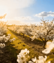 果园春日繁花盛开景象7545#横屏 