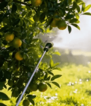 果园橙子树喷洒农药场景8583#横屏 