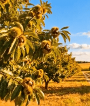 果园栗子树自然风光6982#横屏 