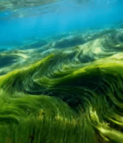 海底绿色海藻景象10978#横屏 