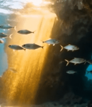 海底洞穴鱼群光影景象13679#横屏 