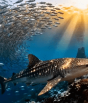 海底鲨鱼与鱼群共游画面3220#横屏 