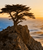 海边孤树日落景观1068#横屏 