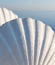 	 海边贝壳特写素材6342#横屏 