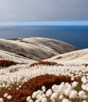 海边花坡自然风光9429#横屏 