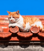 古建筑上休憩的猫咪6329#横屏 