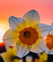 夕阳下绽放的黄色水仙花15084#横屏 