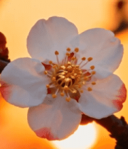 夕阳下绽放的花朵特写13873#横屏 