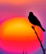 夕阳下枝头伫立的鸟4438#横屏 