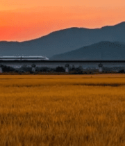 夕阳下田野上行驶的高铁3803#横屏 