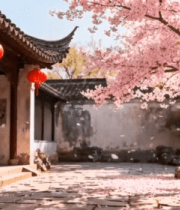 古风庭院樱花飘落场景14970#横屏 