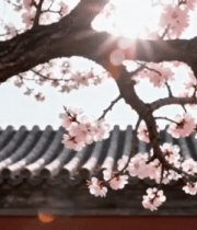 古建筑前盛开的粉色花朵6559#横屏 