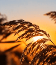 夕阳下摇曳的芦苇2176#横屏 