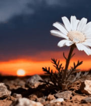 夕阳下岩石旁的白色小花2092#横屏 