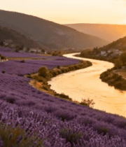 夕阳下薰衣草庄园与河流景观6168#横屏 