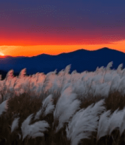 夕阳下随风摇曳的芦苇风景7462#横屏 