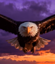 夕阳下展翅飞翔的老鹰7246#横屏 