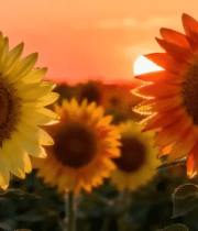 夕阳下向日葵花田景象8985#横屏 