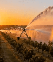 夕阳下葡萄园灌溉场景10787#横屏 