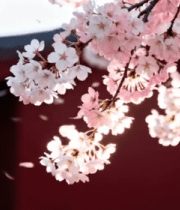 古风建筑旁绽放的粉色樱花12466#横屏 