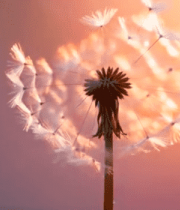 夕阳下蒲公英特写14500#横屏 