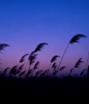 夕阳下随风摇曳的芦苇(2)3524#横屏 