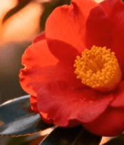 夕阳下盛开的红色山茶花13375#横屏 