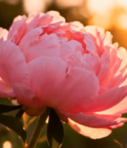夕阳下盛开的粉色牡丹花6440#横屏 
