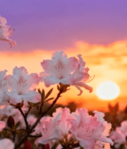 夕阳下盛开的粉色花朵13675#横屏 