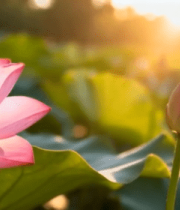 夕阳下盛开的荷花与花苞12633#横屏 