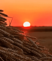 夕阳下麦田麦穗特写5602#横屏 