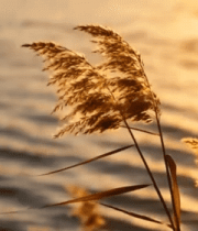 夕阳下湖边摇曳的芦苇(1)7854#横屏 