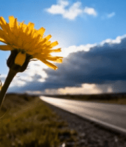 公路旁绽放的黄色花朵7999#横屏 