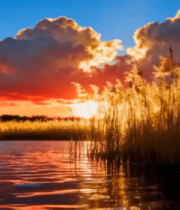夕阳下湖边芦苇自然风景11046#横屏 