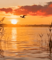 夕阳下湖面飞鸟芦苇风景2427#横屏 