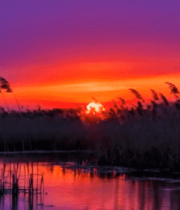 夕阳下芦苇荡湖面美景8326#横屏 