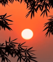 夕阳下的竹子剪影848#横屏 
