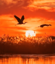 夕阳下飞鸟掠过水面场景14623#横屏 