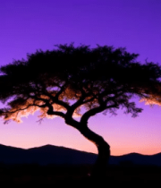 夕阳下孤树与远山风景12277#横屏 