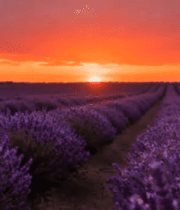 夕阳下的薰衣草田风光2662#横屏 