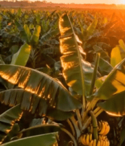 夕阳下的香蕉种植园6547#横屏 