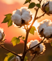 夕阳下的棉花植株7325#横屏 