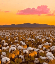 夕阳下的棉花田风光(1)14014#横屏 