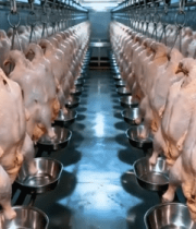 工厂内悬挂的生鸡肉13366#横屏 