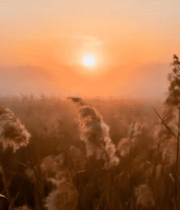 夕阳下的芦苇自然风光9180#横屏 