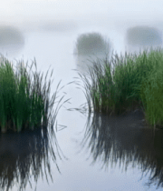 雾中湿地水草水面景象7933#横屏 