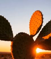 夕阳下的仙人掌特写5774#横屏 