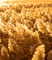 夕阳下的芦苇荡自然风光1613#横屏 