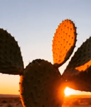 夕阳下的仙人掌特写5774#横屏 
