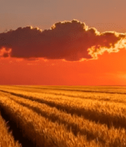 夕阳下的麦田风光6212#横屏 